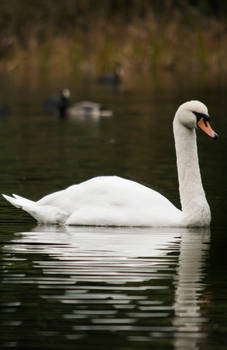 Are you Kidding Me, ANOTHER Swan Photo?!?