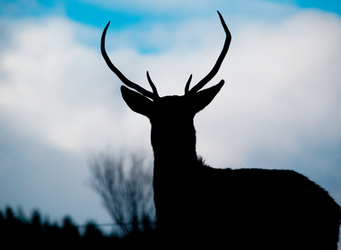 Silhouetted Stag