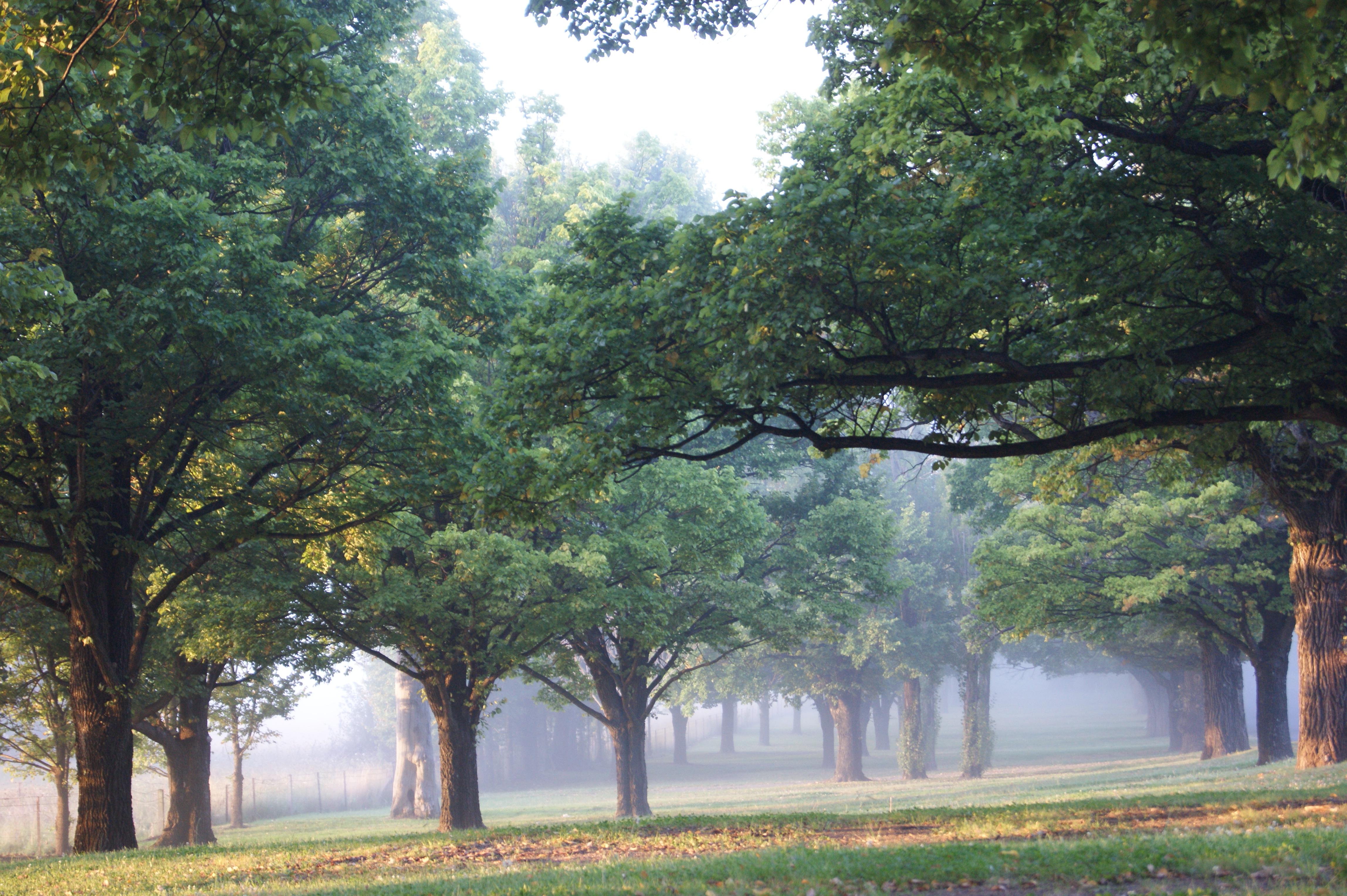 Foggy Morning