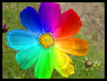 Flower Rainbow by NessaRaul