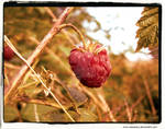 Summer Fruits by NessaRaul
