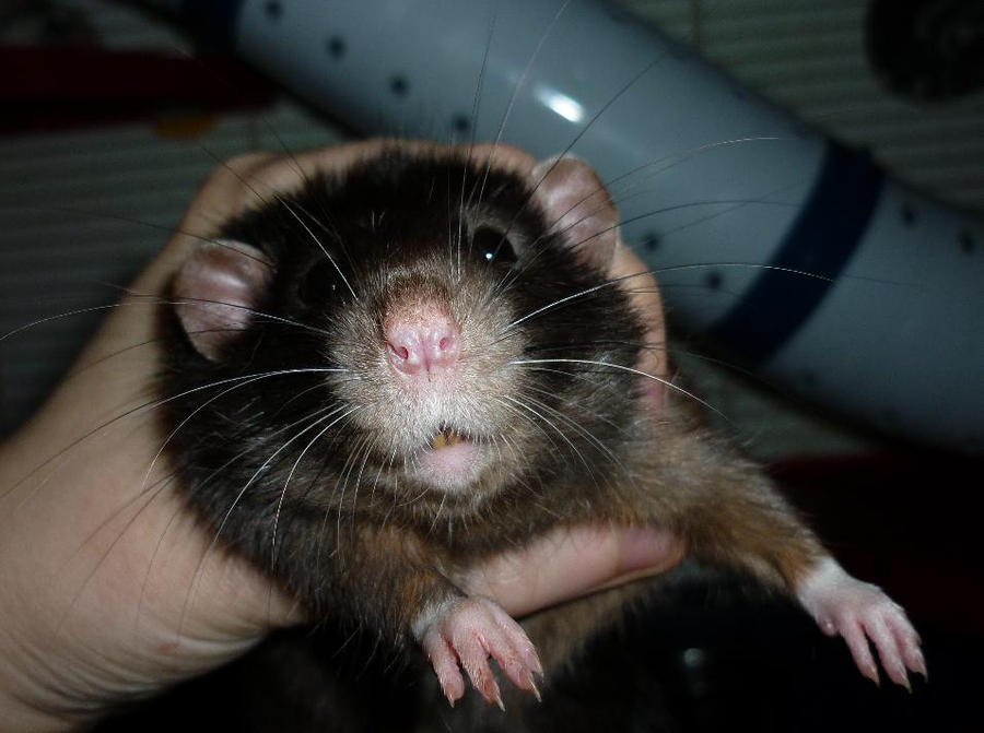 Twilight the rat by GrimGryphon on DeviantArt