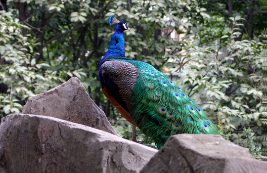 peacock 3