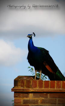 Peacock