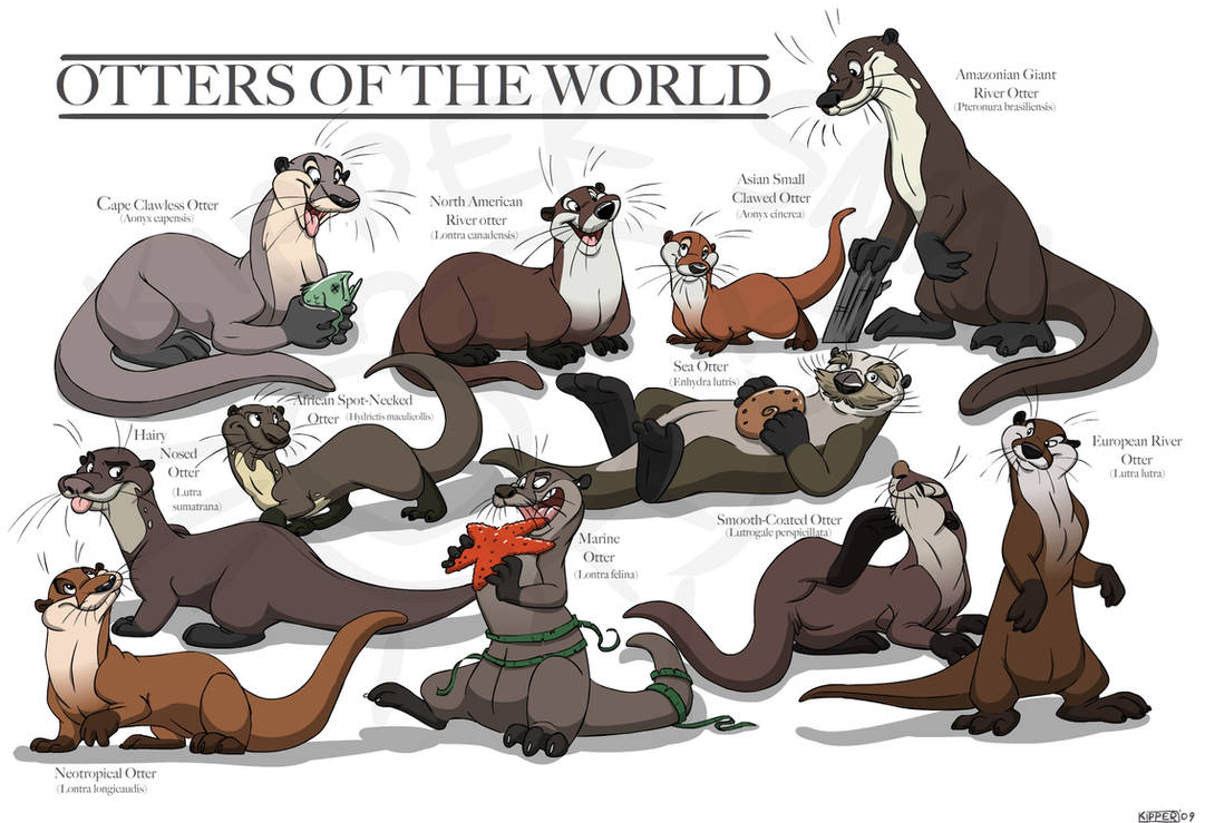 Otter Species by Kipper-Snax