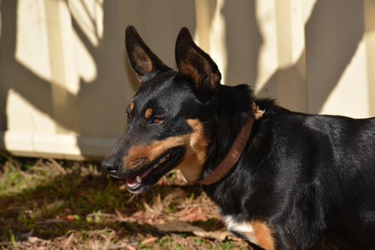 kelpie x jack russell