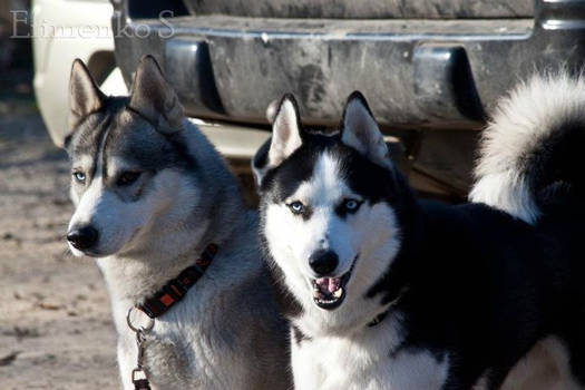 Husky Cousins