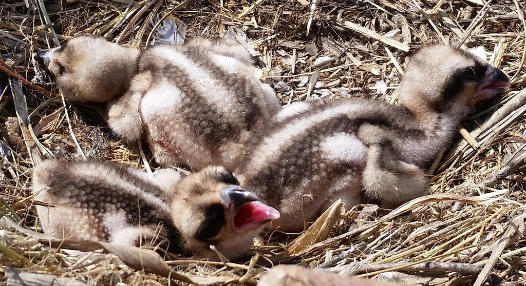 Osprey chicks