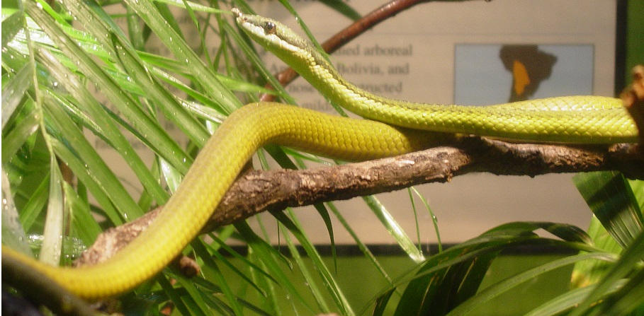 Barron's Green Racer 002 by Elluka-brendmer on DeviantArt