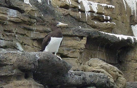 Brown Booby 001