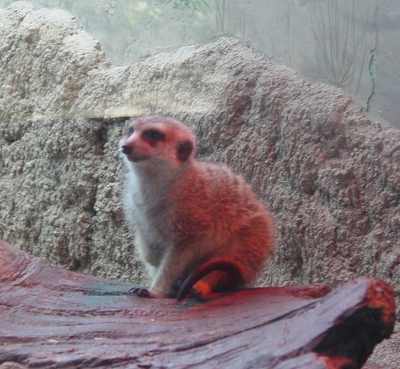 Meerkat 001