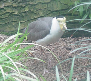 Masked Lapwing 001