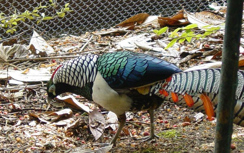 Lady Amherst Pheasant 001