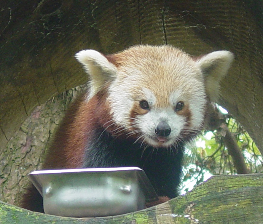 Red Panda 002