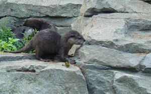 Asian 5 Clawed Otter 005
