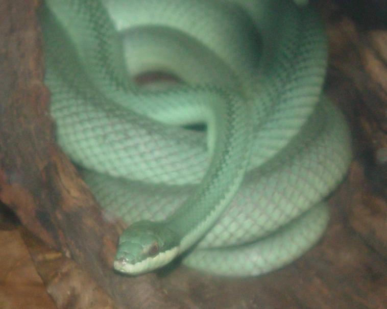 Barrons Green Racer 008 by Elluka-brendmer on DeviantArt