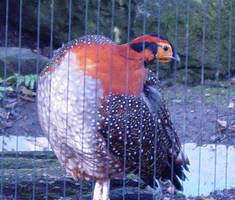 Blyth Tragopan 006