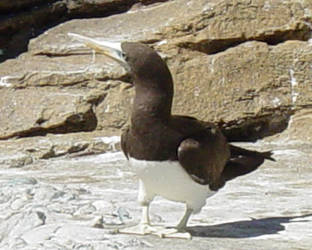 brown Booby 003