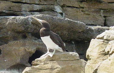 Brown booby 004