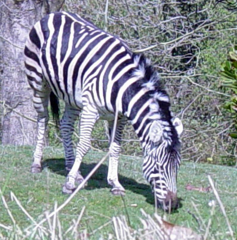 Zebra 002