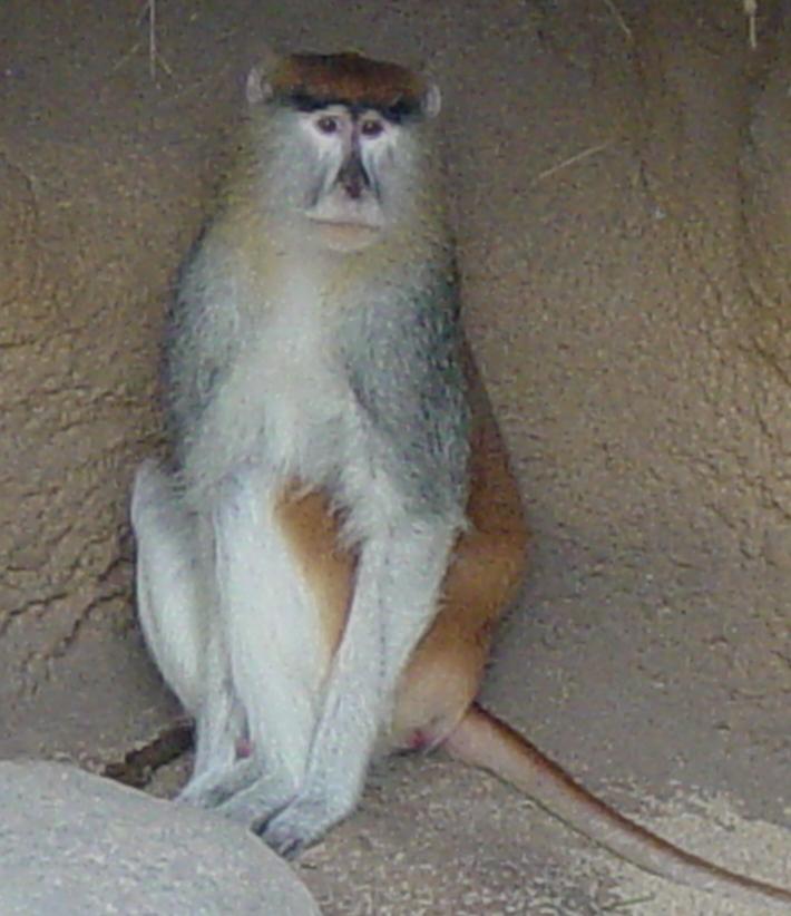 Patas Monkey 006