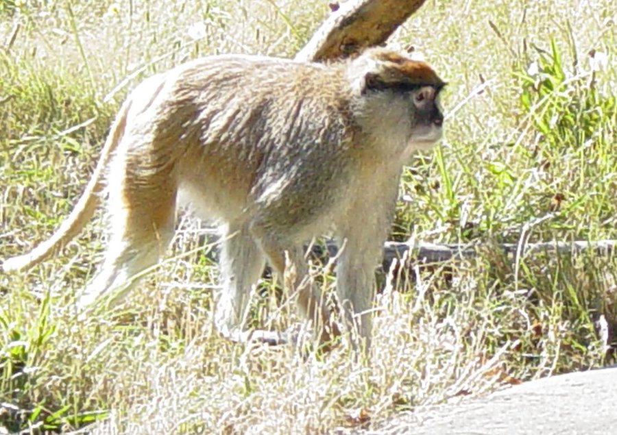 Patas Monkey 005