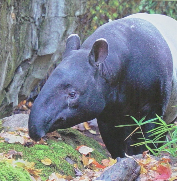 Tapir 001