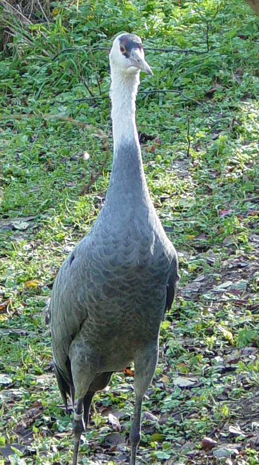 Red Crowned Crane 001