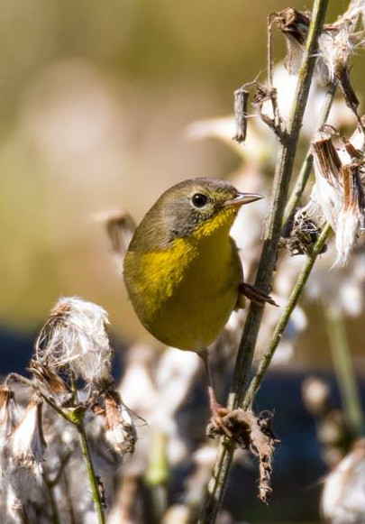 Common Yellow Throat 001