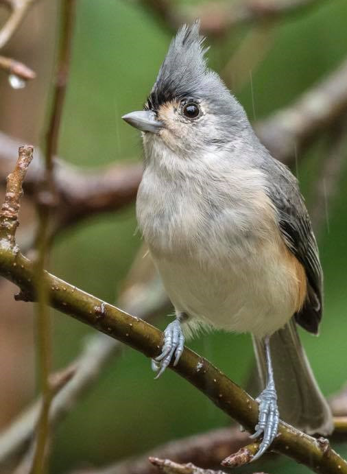 Tufted Titmouse 001