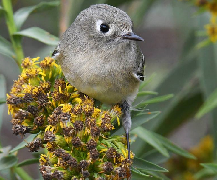 Ruby-crowned Kinglet 001