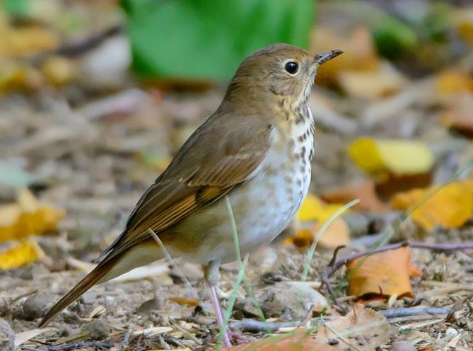 Hermit Thrush 001