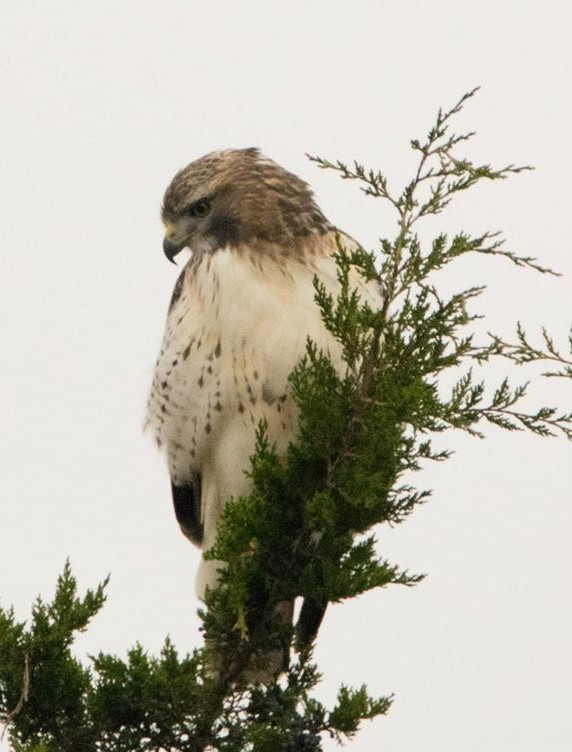 Red Tail Hawk 001