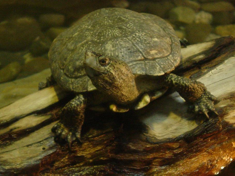 Western Pond Turtle 002