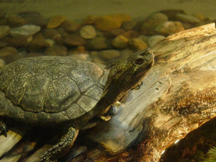 Western Pond Turtle 003