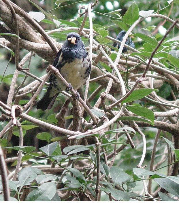 White Tail Trogon 001