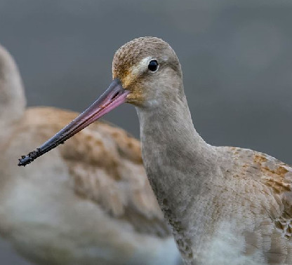 Godwit 005