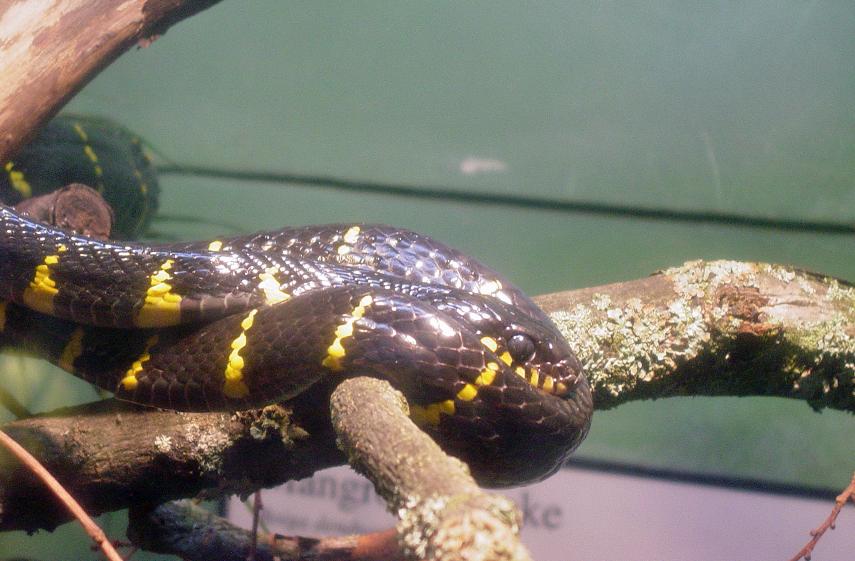 Mangrove Snake 001