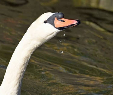 Mute Swan 003