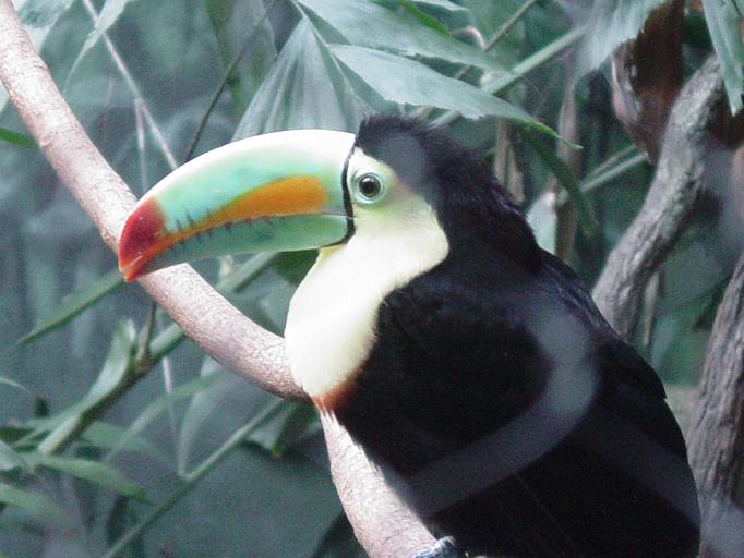 Keel Billed Toucan 005