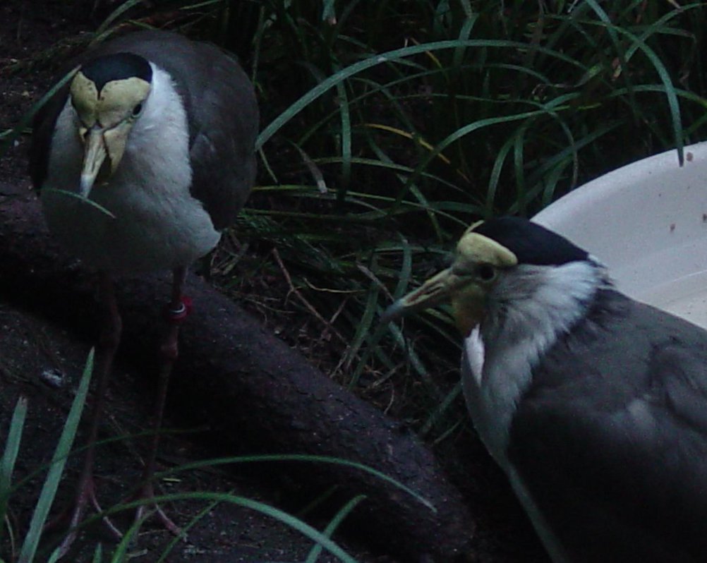 Yellow Masked Lapwing 003