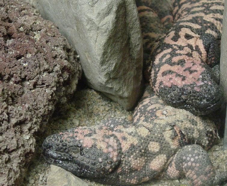 Gila Monster 005