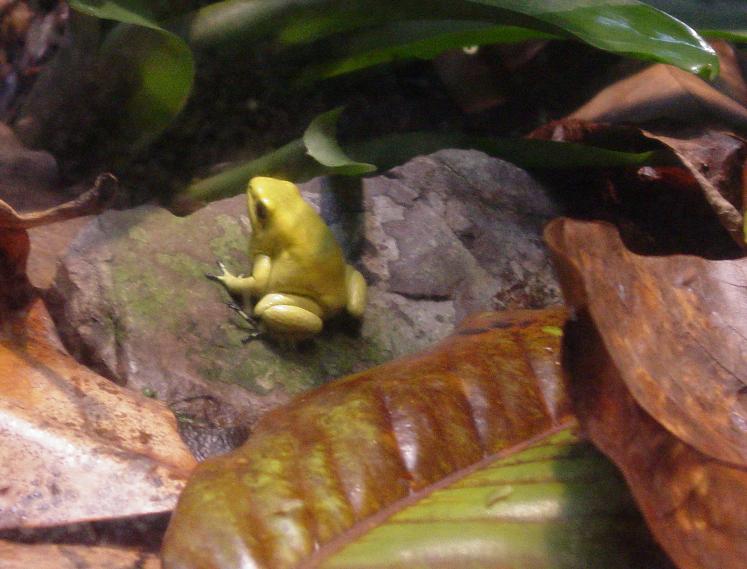 Poison Dart Frog 006