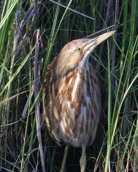 American Bittern 004