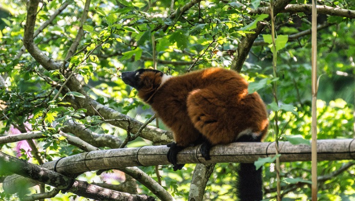 Red Ruffed Lemur 005