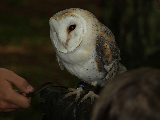 Barn Owl 003