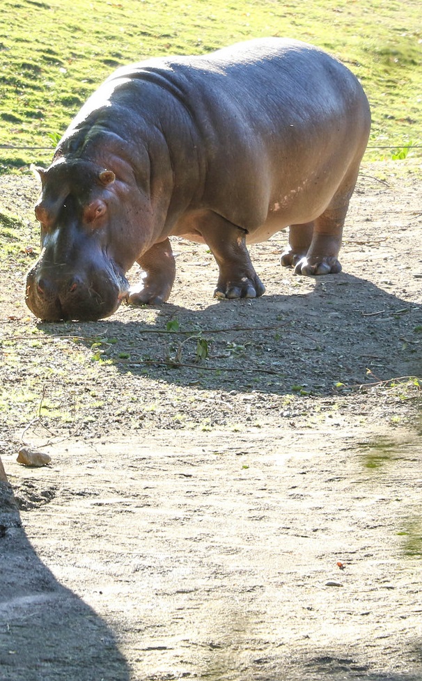 Hippo 013