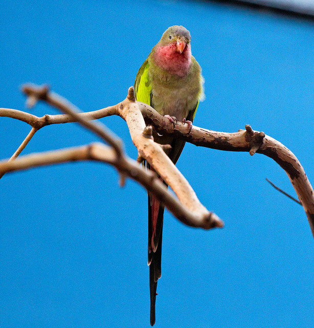 Princess of Wales parrot 003