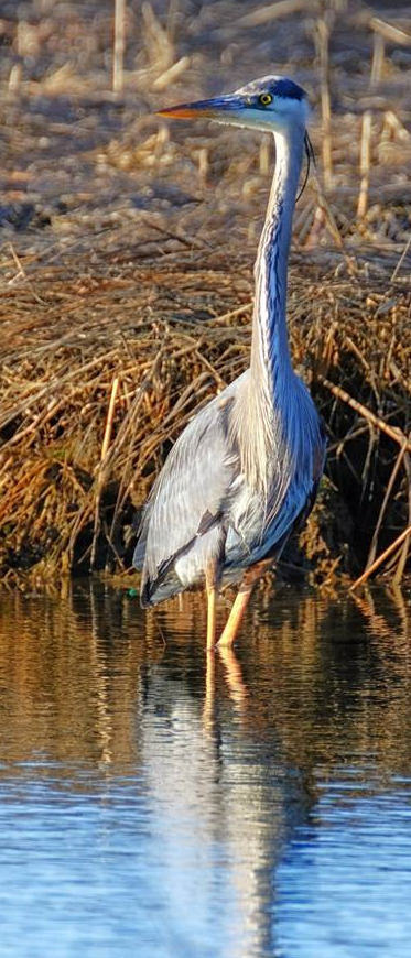 Blue Heron 011