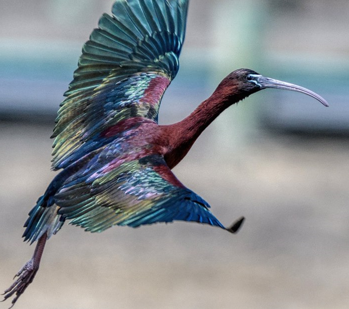 Glossy Ibis 001